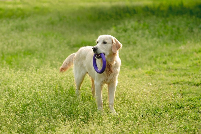 Playful dog walking on blooming field
